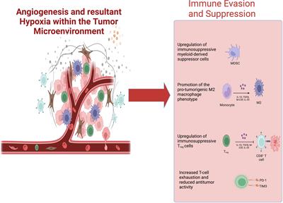 Corrigendum: Reprogramming the immunosuppressive tumor microenvironment: exploiting angiogenesis and thrombosis to enhance immunotherapy